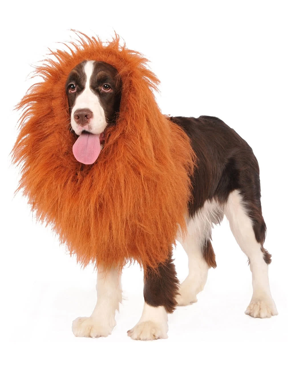 Löwenmähne Für Hunde 1 Löwenmähne Für Hunde
