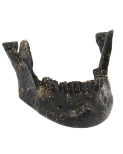 Schwarzer Unterkiefer Als Visitenkartenhalter -Spooky Fun Günstiges Geschäft schwarz goldener unterkiefer als visistenkartenhalter black golden jaw card holder gothic homeware 53185 02